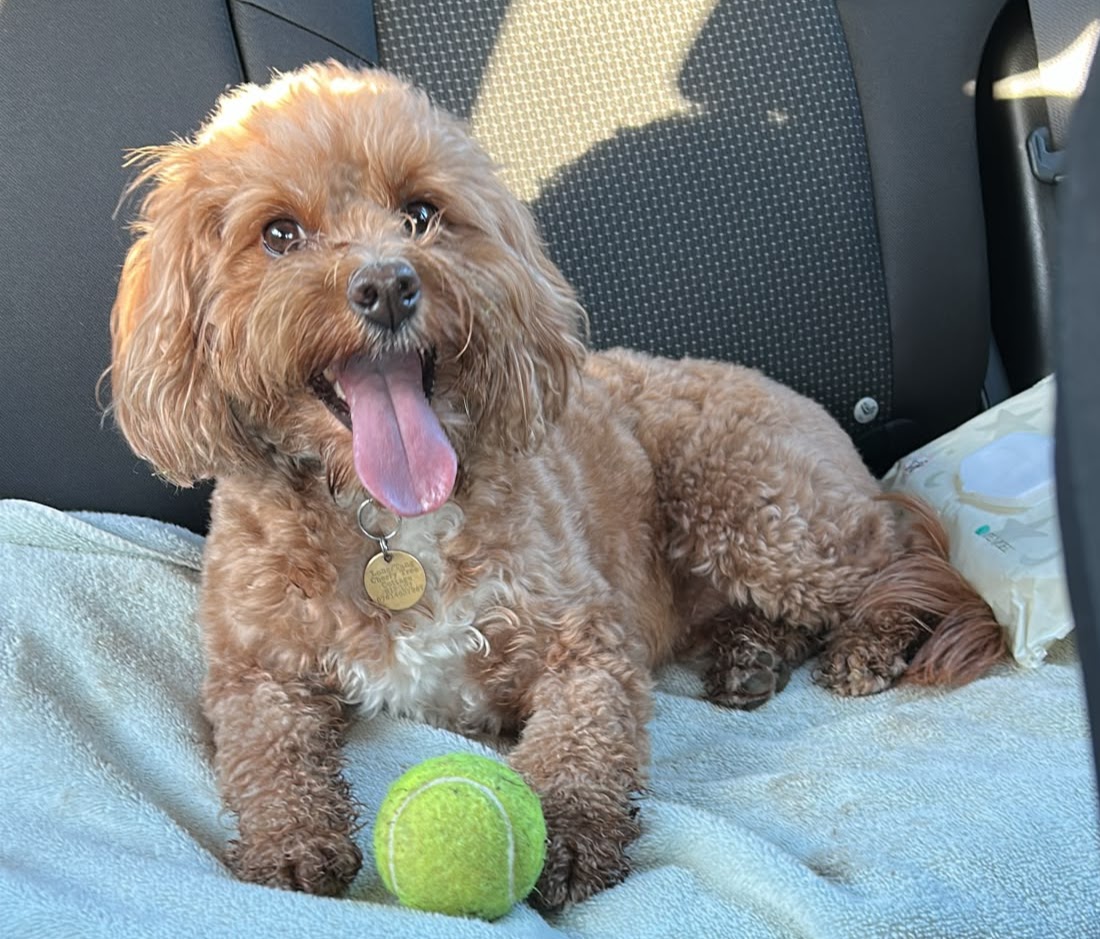 Harriet Potter, Ben's dog, lying on a blanket with a tennis ball
